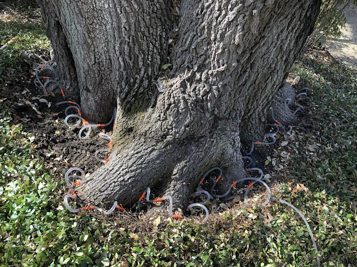 Detailed Tree Cabling and Bracing job site in Mulberry Grove