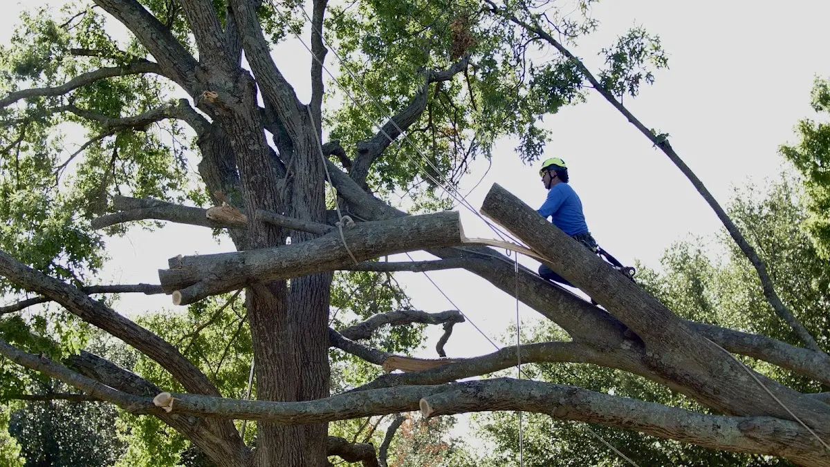 Professional Crown Thinning performed by certified arborists in Mulberry Grove