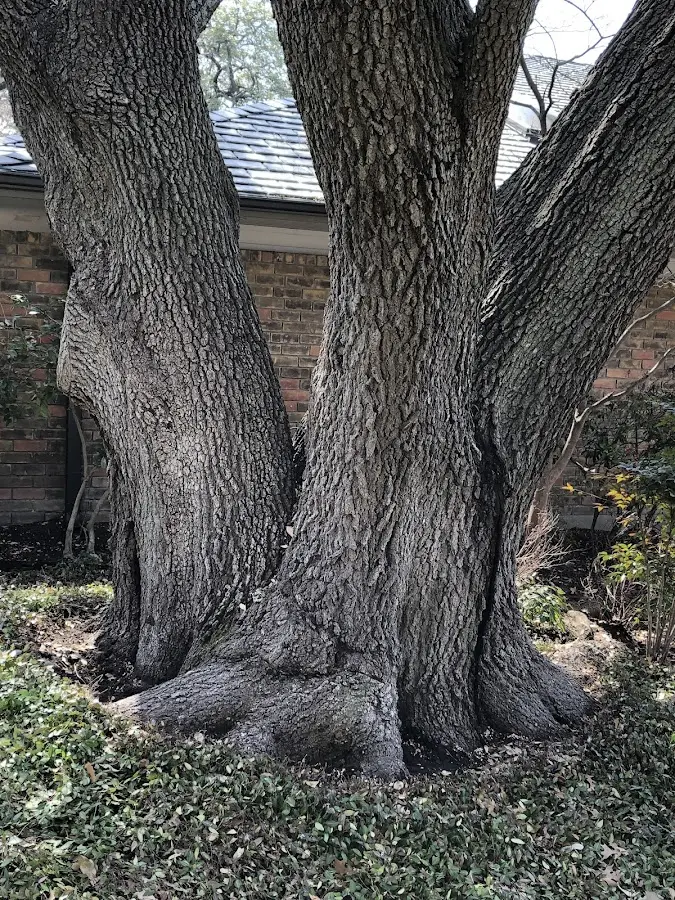Mature heritage tree close to a Mulberry Grove property cared for by certified arborists